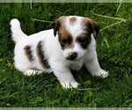 Puppy 1 Russell Terrier