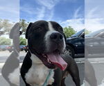 Small #5 American Pit Bull Terrier Mix