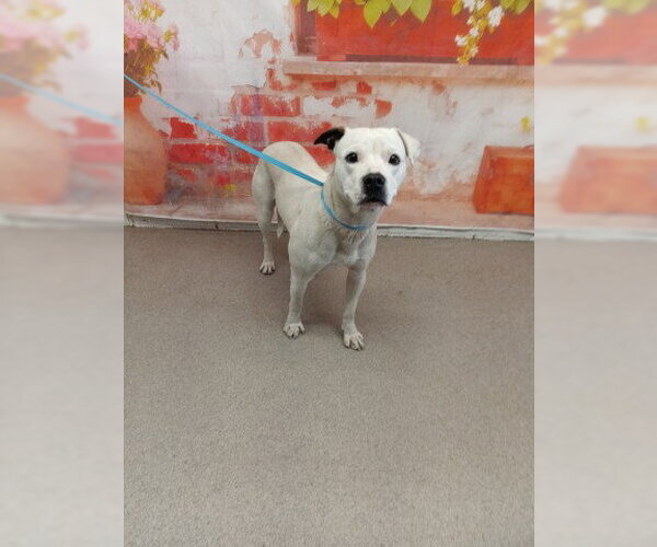 Medium Photo #1 Mutt Puppy For Sale in San Bernardino, CA, USA
