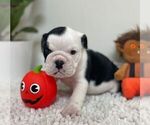 Small Photo #9 English Bulldog Puppy For Sale in JOHNS ISLAND, SC, USA