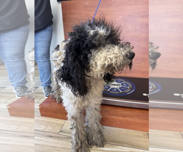 Medium Photo #6 Poodle (Standard)-Unknown Mix Puppy For Sale in Valrico, FL, USA