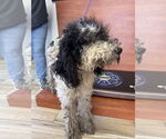 Small #5 Poodle (Standard) Mix