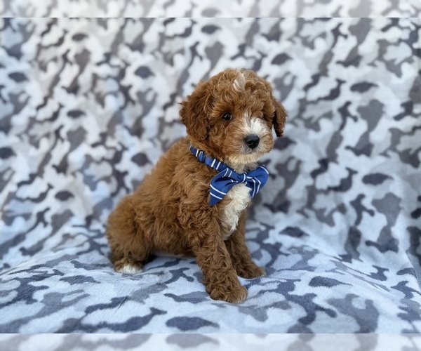 Medium Photo #8 Cavapoo (Miniature) Puppy For Sale in LAKELAND, FL, USA