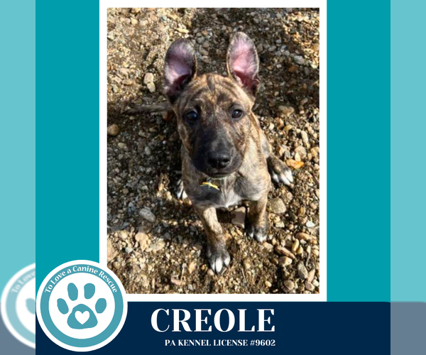 Medium Photo #9 Mutt Puppy For Sale in Kimberton, PA, USA