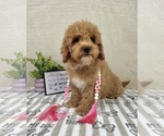 Small #2 Goldendoodle mix (+ Poodle Miniature)
