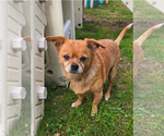 Small Photo #2 Chihuahua-Unknown Mix Puppy For Sale in Clarkston, MI, USA