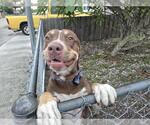 Small American Staffordshire Terrier-Rottweiler Mix