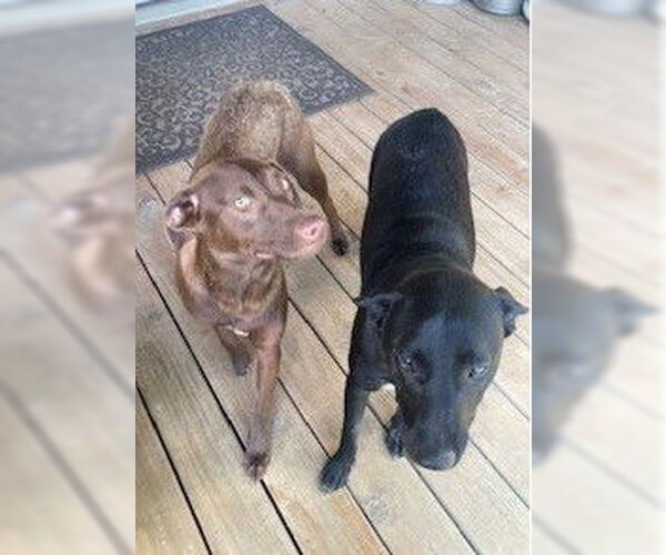 Medium Photo #2 Labrador Retriever Puppy For Sale in Denton, TX, USA