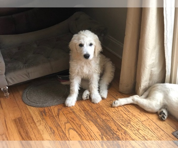 Medium Photo #25 Goldendoodle Puppy For Sale in SOUTHBURY, CT, USA