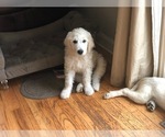 Small Photo #25 Goldendoodle Puppy For Sale in SOUTHBURY, CT, USA