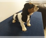 Small Photo #5 Basset Hound Puppy For Sale in SODDY DAISY, TN, USA