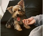 Small Photo #1 Yorkshire Terrier Puppy For Sale in MIAMI BEACH, FL, USA
