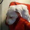 Small Photo #252 Dogo Argentino Puppy For Sale in JANE, MO, USA