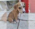 Small Golden Retriever