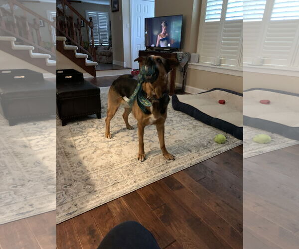 Medium Photo #4 German Shepherd Dog-Unknown Mix Puppy For Sale in Mechanicsburg, PA, USA