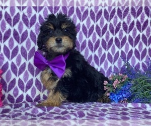 YorkiePoo Puppy for sale in LANCASTER, PA, USA