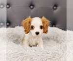 Small Photo #1 Cavalier King Charles Spaniel Puppy For Sale in CINCINNATI, OH, USA