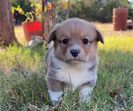 Small Photo #18 Pembroke Welsh Corgi Puppy For Sale in MIDLOTHIAN, TX, USA