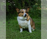 Small Photo #1 Pembroke Welsh Corgi Puppy For Sale in NEW DOUGLAS, IL, USA