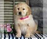 Small Photo #4 Golden Retriever Puppy For Sale in LITITZ, PA, USA