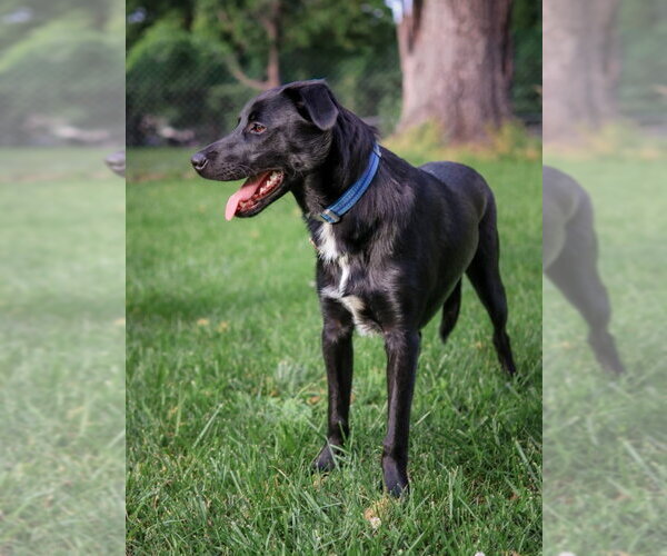 Medium Photo #2 Labrador Retriever-Unknown Mix Puppy For Sale in House Springs, MO, USA