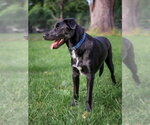 Small #1 Labrador Retriever Mix