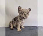 Small #6 French Bulldog