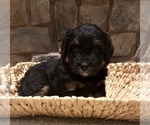 Small Photo #2 Bernese Hound-Poodle (Miniature) Mix Puppy For Sale in STILLWATER, OK, USA