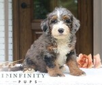 Small #3 Bernedoodle (Miniature)