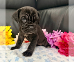 Small #3 Neapolitan Mastiff