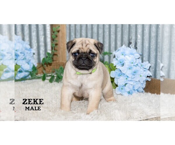 Medium Photo #33 Pug Puppy For Sale in CLARE, MI, USA
