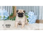Small #32 Pug