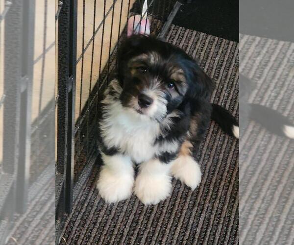 Medium Photo #1 Pembroke Welsh Corgi-Poovanese Mix Puppy For Sale in MILTON, WA, USA