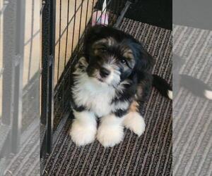 Pembroke Welsh Corgi-Poovanese Mix Puppy for Sale in MILTON, Washington USA