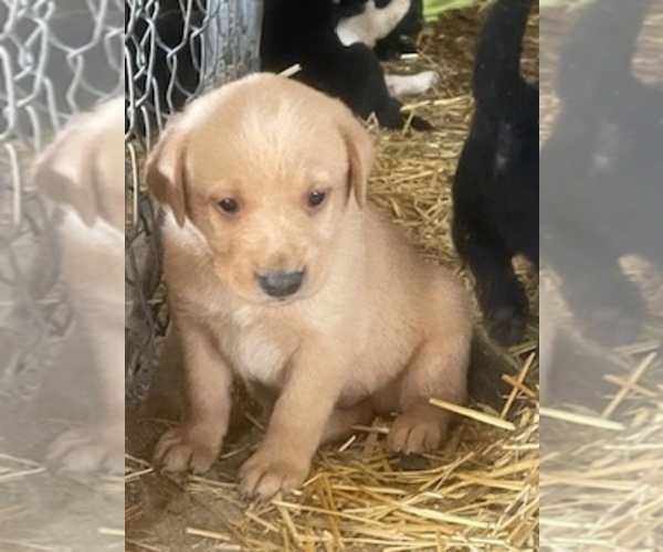 Medium Photo #2 Labrador Retriever Puppy For Sale in FOX LAKE, WI, USA
