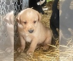 Small #1 Labrador Retriever