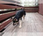 Small Photo #15 German Shepherd Dog Puppy For Sale in PINE MOUNTAIN CLUB, CA, USA