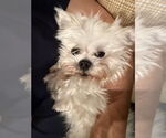 Small #3 Maltese