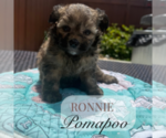Small #1 Pom-A-Poo
