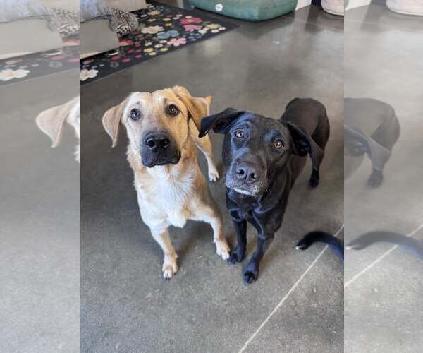 Medium Photo #2 Mutt Puppy For Sale in Greenville, SC, USA