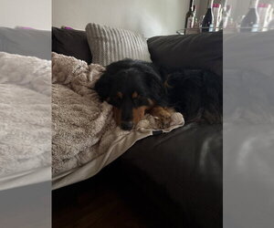 Creed - Male Australian Shepherd-Unknown Mix Dog for Adoption - Photo #6