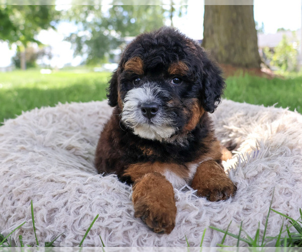 Medium Photo #1 Bernedoodle (Miniature)-Saint Berdoodle Mix Puppy For Sale in SYRACUSE, IN, USA