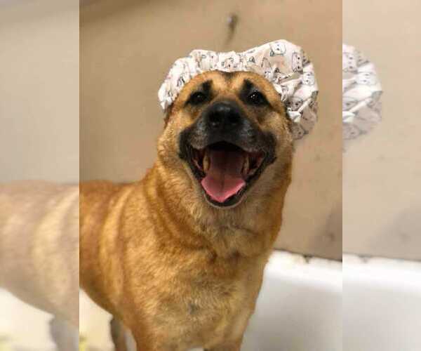 Medium Photo #3 Mutt Puppy For Sale in Escondido, CA, USA