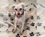 Small #3 Mutt