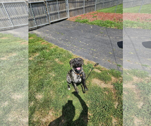Medium Photo #2 Mastiff-Unknown Mix Puppy For Sale in Belleville, MI, USA