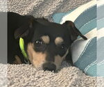 Small #2 Chihuahua
