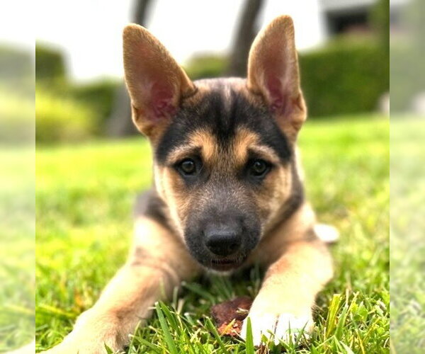 Medium Photo #5 Mutt Puppy For Sale in Lake Forest, CA, USA