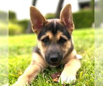Small #4 Mutt