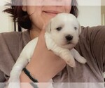 Small Photo #5 Coton de Tulear Puppy For Sale in HUNTINGTN BCH, CA, USA