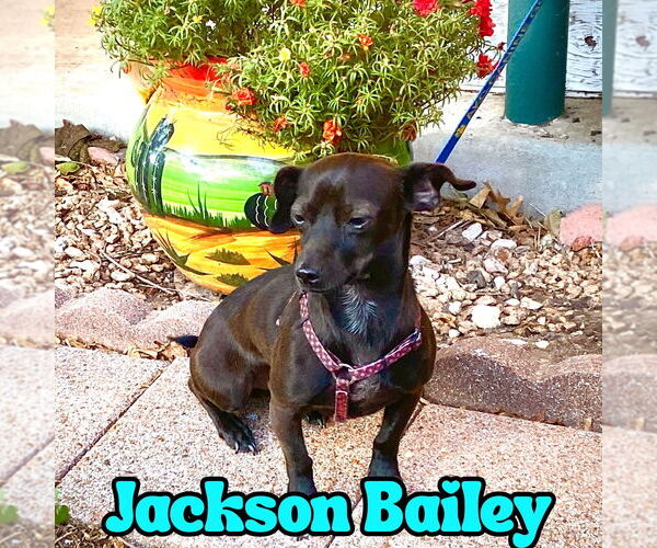 Medium Photo #24 Chiweenie Puppy For Sale in San Antonio, TX, USA